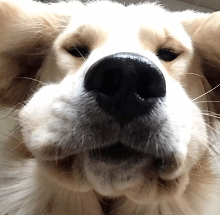 看到主人回来大金毛露出两排大白牙迎接吓死个人