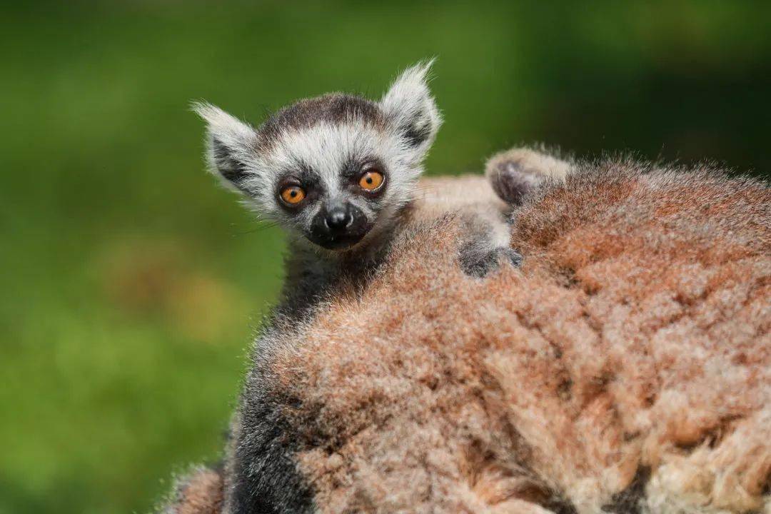 新生的环尾狐猴宝宝成"团宠"～快来看看吧!