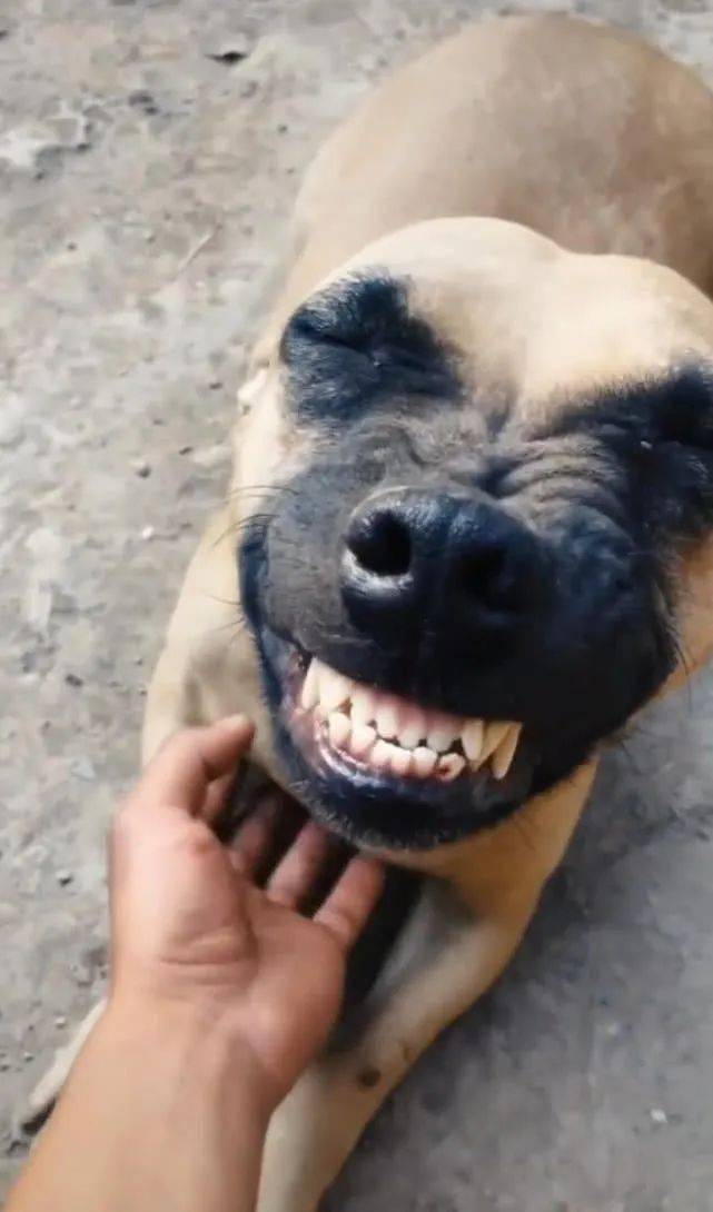 狗笑的表情包 呲牙图片