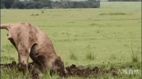 480_266gif 动态图 动图