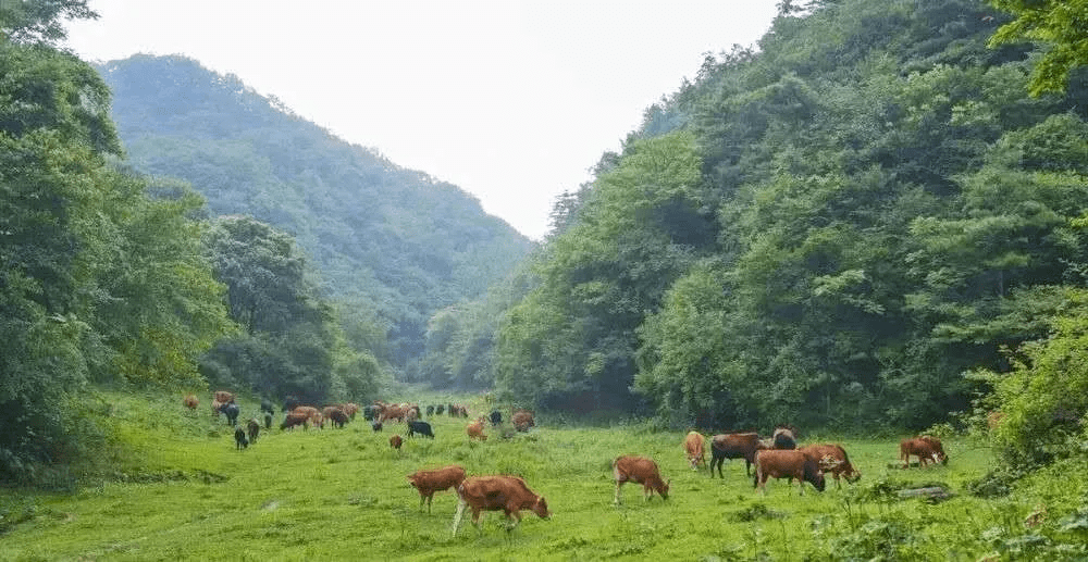 蔥蔥蘢蘢,生機勃勃,無不散發出迷人的氣息.