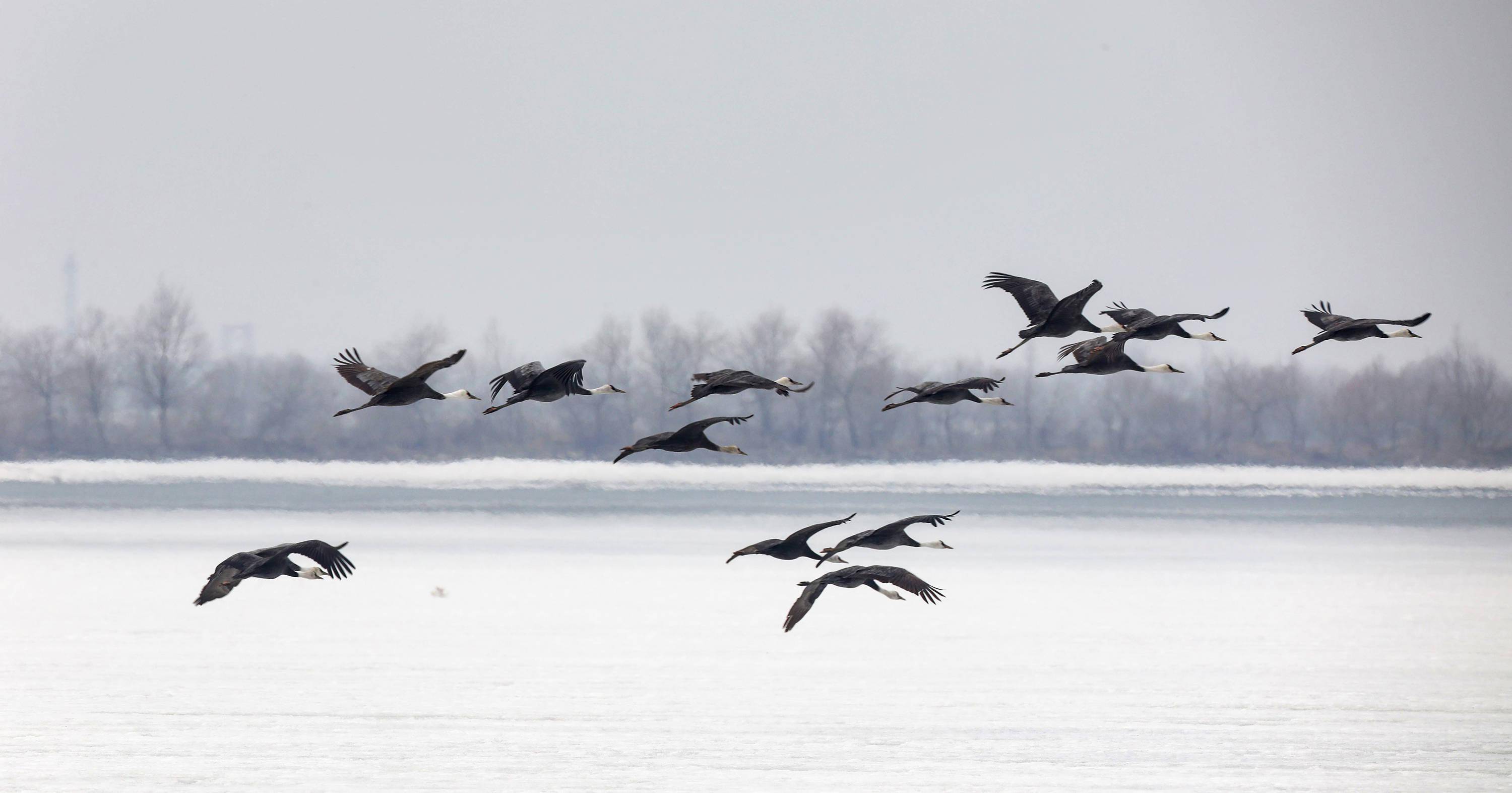 壮观!2000多只白头鹤如期到九台湿地保护区停歇觅食