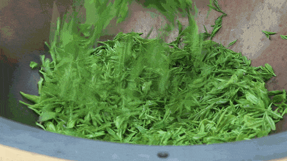 十分严格,每一环节无不精益求精,比如采制时间春茶只能在清明至谷雨期