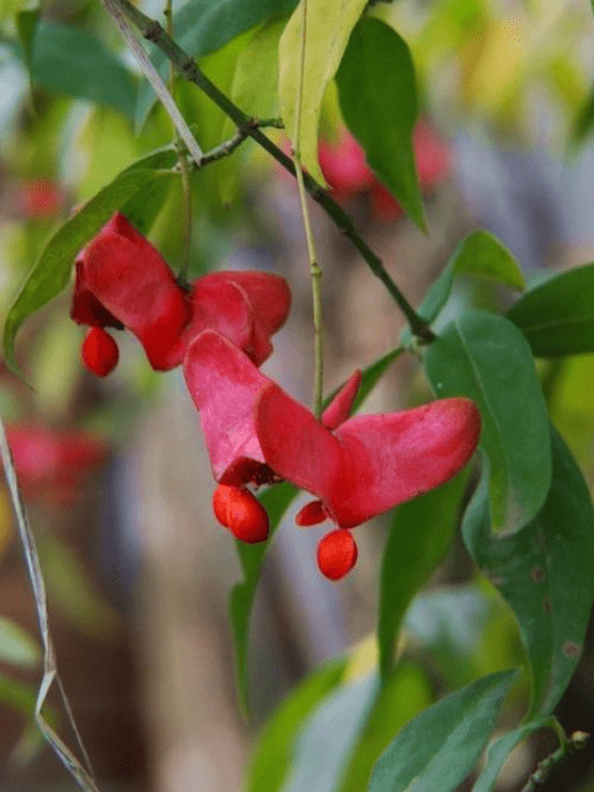 花梗像金丝花朵像蝴蝶俗称摇钱树真货不多