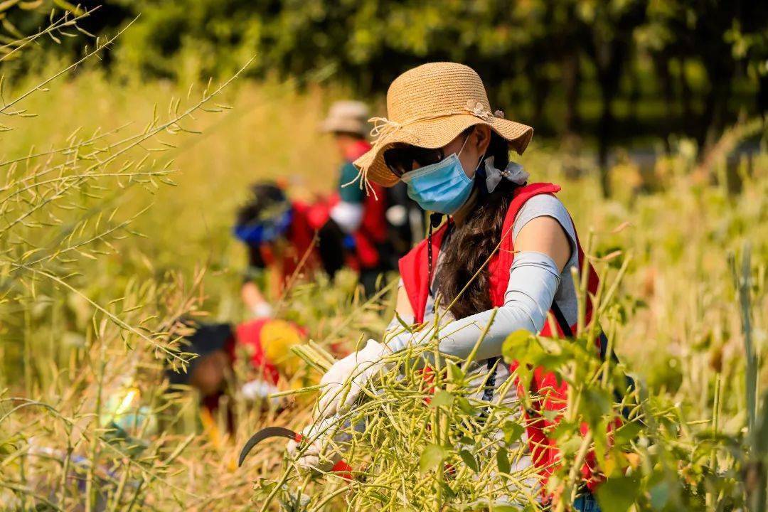 市民花田喜丰收福田五彩油菜花海预计产百斤菜籽油赠志愿者