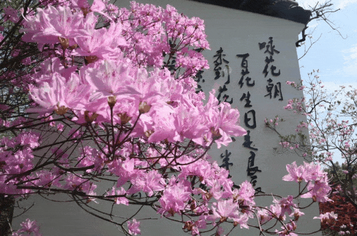 杭州4月春游网红打卡点来了!赏缤纷花岛、放1800米风筝……