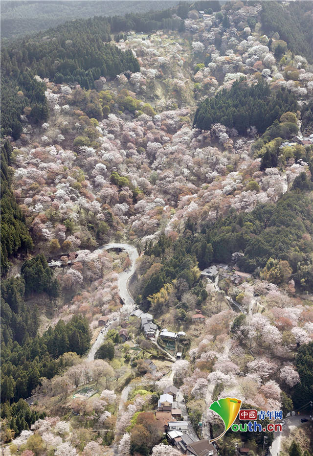 漫山遍野粉色海洋 俯瞰日本奈良吉野山樱花盛放