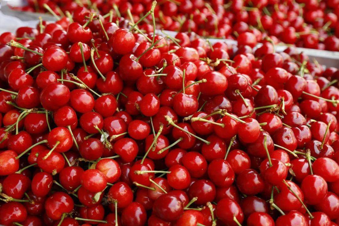 樱桃即将成熟,快收藏这份贵州樱桃采摘地图!贵阳,遵义,毕节.