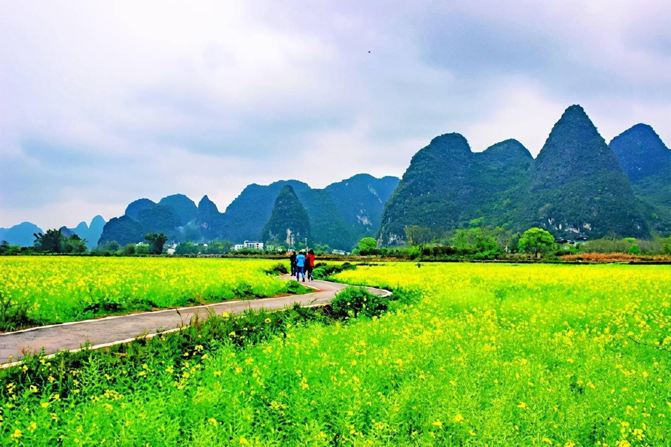 阳春三月,徒步"小漓江"之称的遇龙河,欣赏阳朔最美的田园风光_油菜花