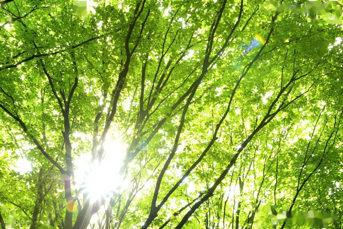 清明节,安徽合肥:出现难得的好天气