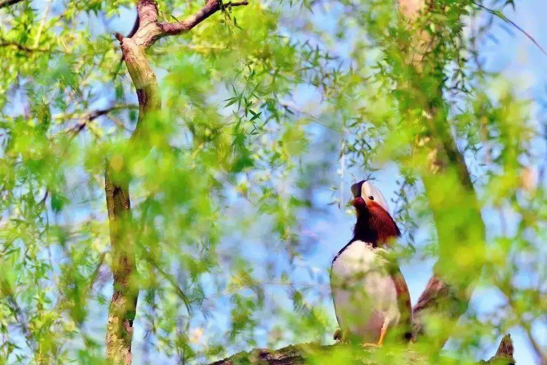 树上小鸟啼 7f81d2cf345446a495b4266f04babfad.jpeg