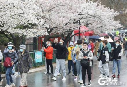 青岛樱花节打卡热，中山公园假期首日纳客6万余人次