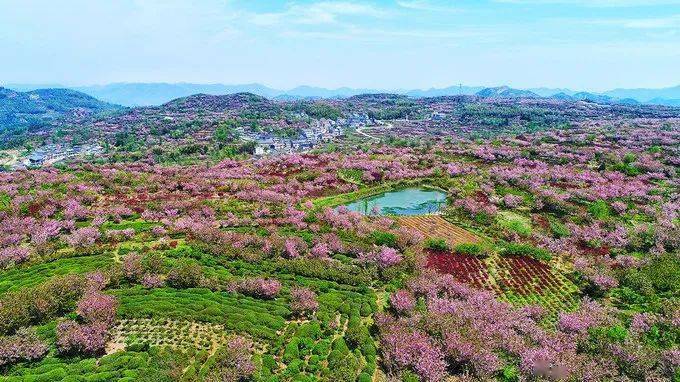 【4月8号】 漫山遍野樱花盛开时,和我去上马岗看看吧