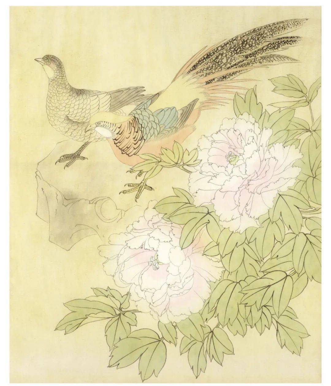 郑玲玲工笔牡丹锦色花开绘制步骤