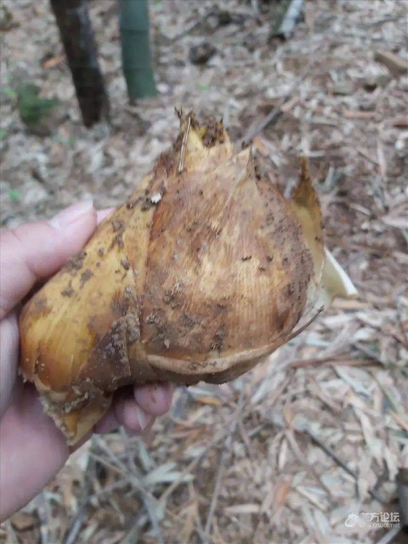 尝鲜挖笋好时节,宁波男子网晒一颗有故事的笋~_竹笋