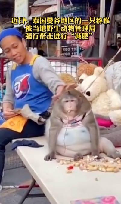 哭笑不得！泰国猴子每天被游客投喂胖成球，被强行带走减肥