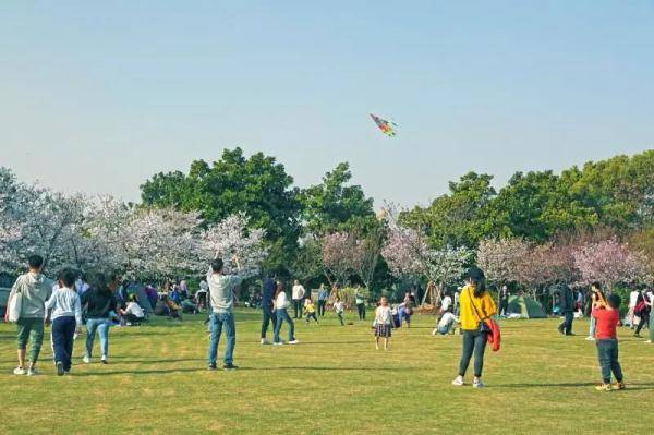赏花游火爆！这两天，上海市民游客踏青游园的热情得到充分释放
