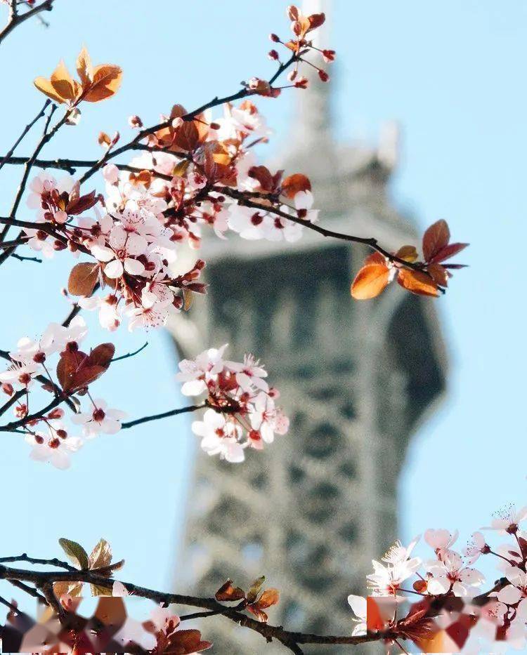 周末图集丨巴黎的花花花花花 Afi