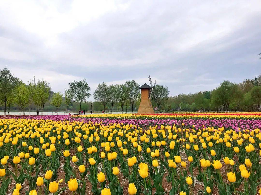 黃河公園鬱金香花海繽紛絢爛快去打卡吧