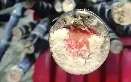 甘蔗病原菌也会通过砍刀伤口或虫孔入侵蔗茎,严重时能使甘蔗内部组织