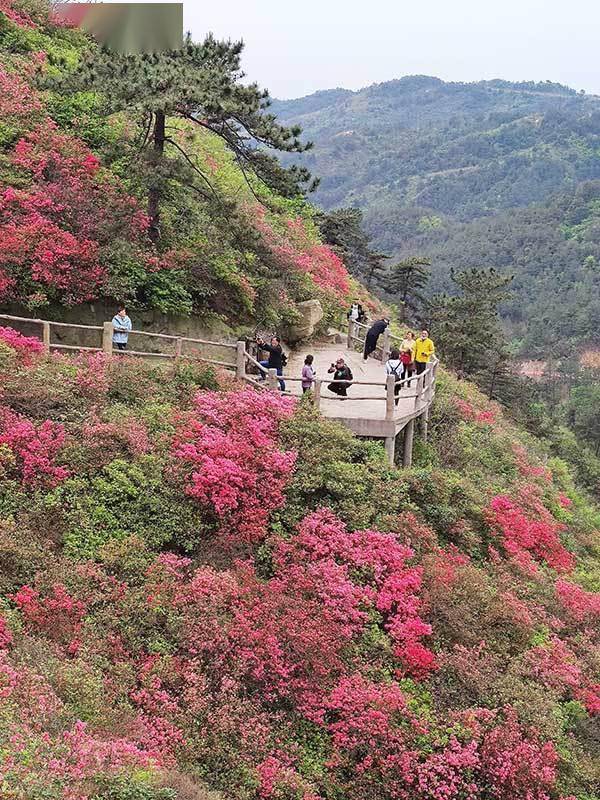 武汉黄陂:木兰云雾山杜鹃花开映山红