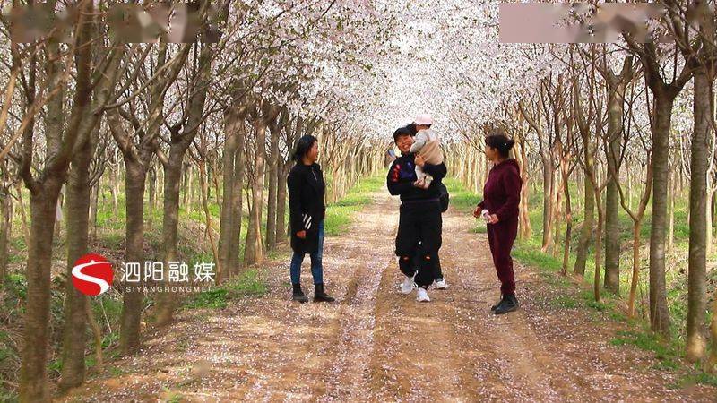泗阳：千亩樱花烂漫绽放美了乡村富了生活