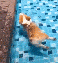 小狗划水表情包图片