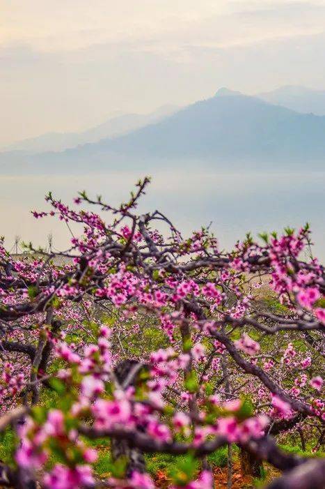 河口桃花图片图片