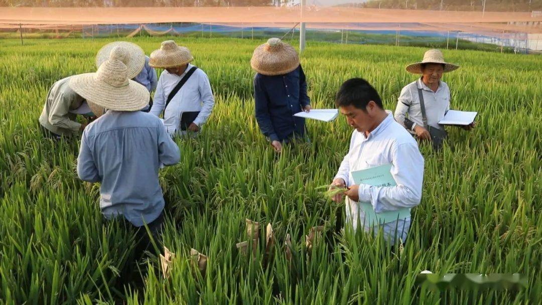 新闻特写:国家南繁科研育种基地的安徽力量