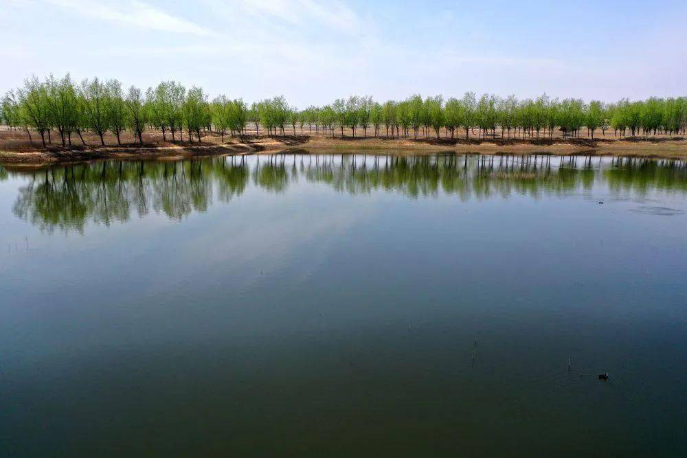 即墨大沽河湿地公园图片