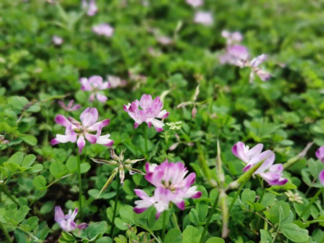灵川公平湖的紫云英盛放！开成“花地毯”！桂林赏花选这里