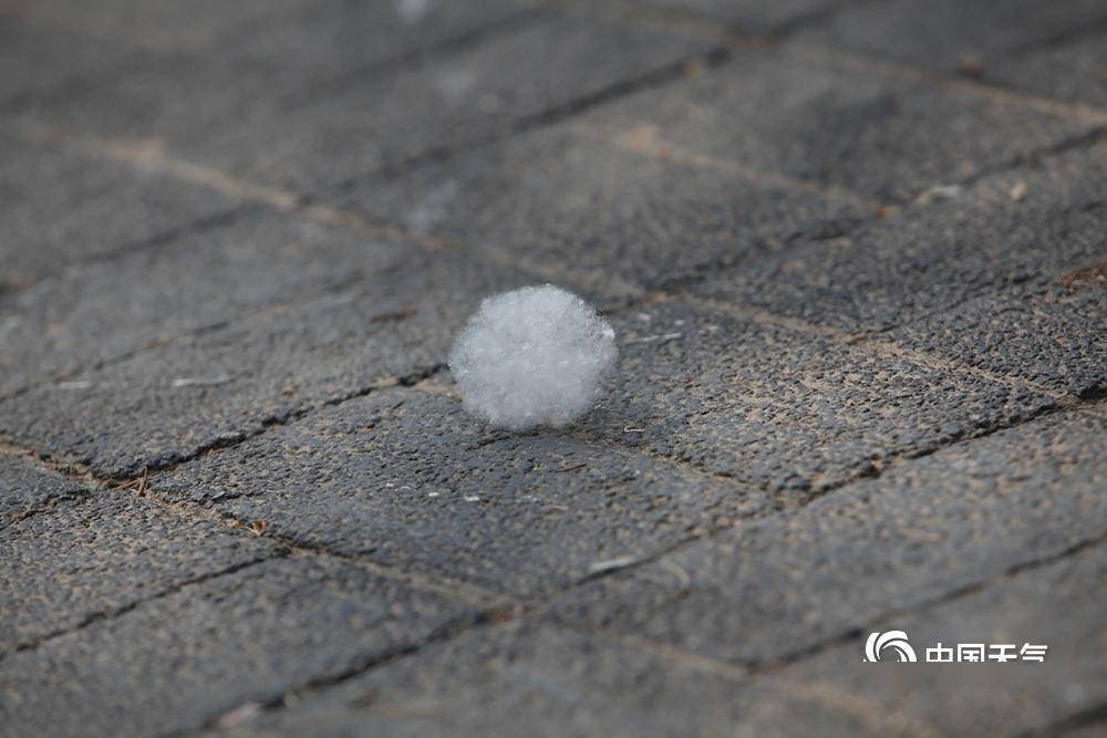 北京开启飞絮季 实拍街头白絮漫天飞