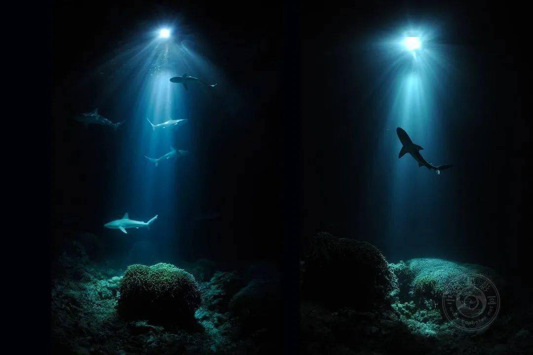 惊叹的水底世界，带你认识12位水下摄影师