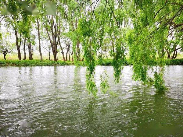 洒渔河翠柳如烟染流水一身诗意如画来
