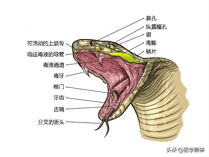 毒蛇咬到自己会不会被毒毒死