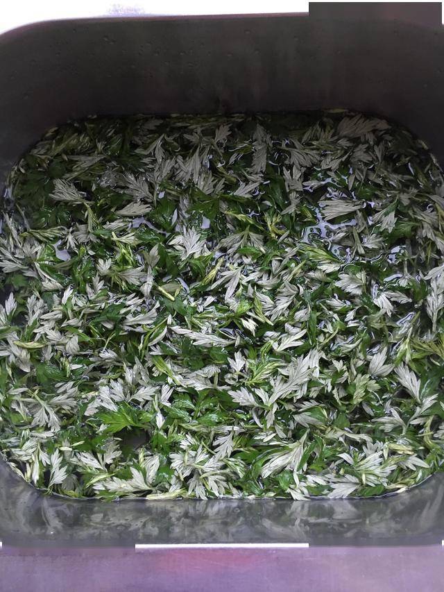 吃不完的艾草这样保存能放半年多不霉变不长毛就像新的一样