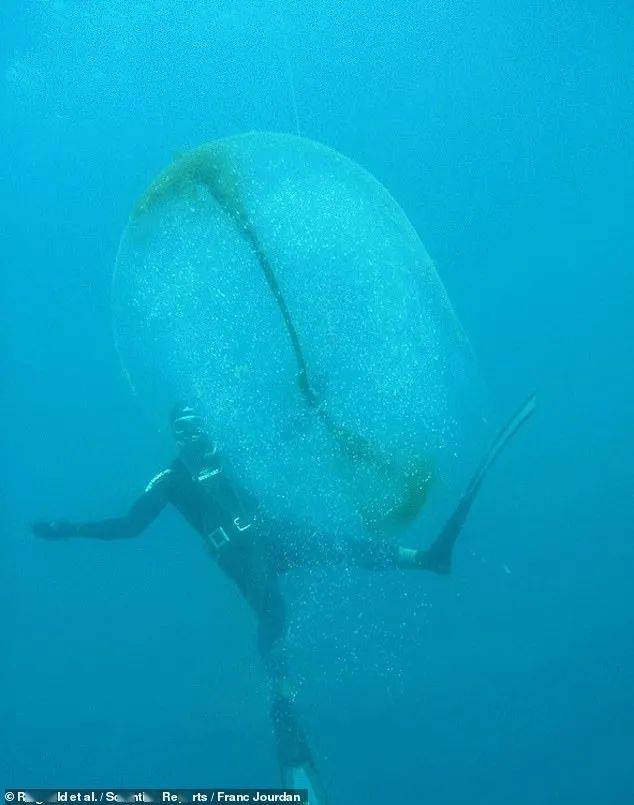 北欧沿海发现神秘巨型 气泡 真相居然是 鱿鱼
