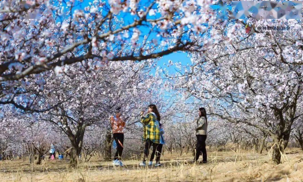 【赏花月】榆阳16万亩杏林竞绽放 带你去看"花花世界"_杏花