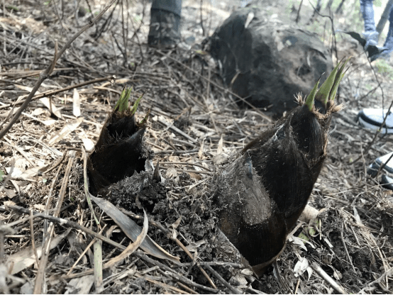 筠连县大雪山镇春笋破土节节高村民增收忙