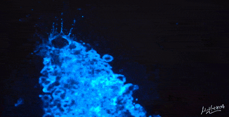 热议近日"蓝眼泪"奇观现身厦门扮靓黑夜中的海点点蓝色荧光如同星辰