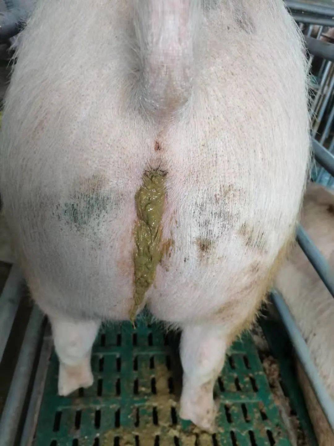 猪回肠炎最明显症状图片