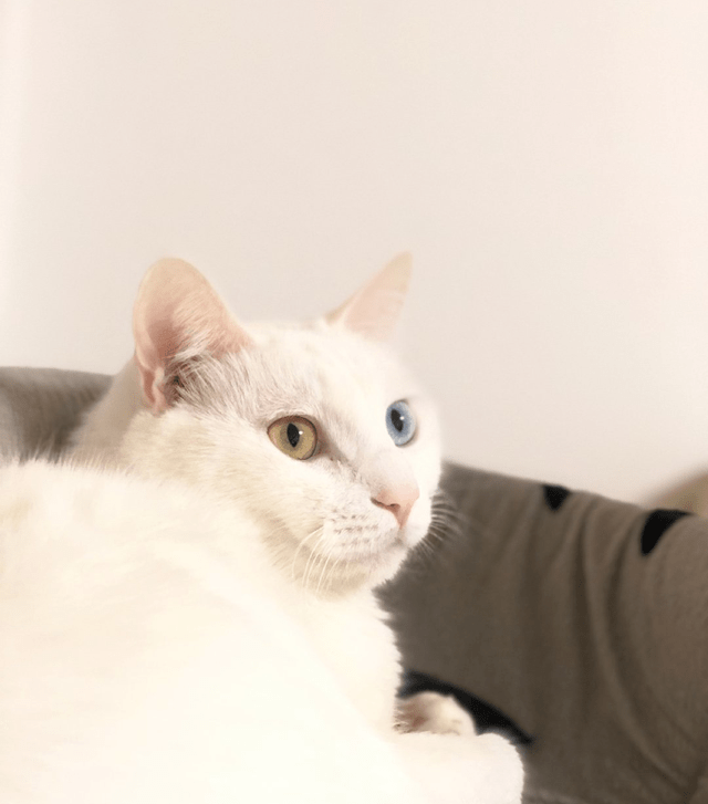 2f722f9d69034c6ca60b830d1505df63.png