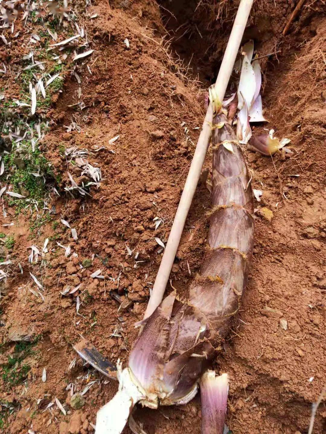 桥头笋王横空出世比人还大