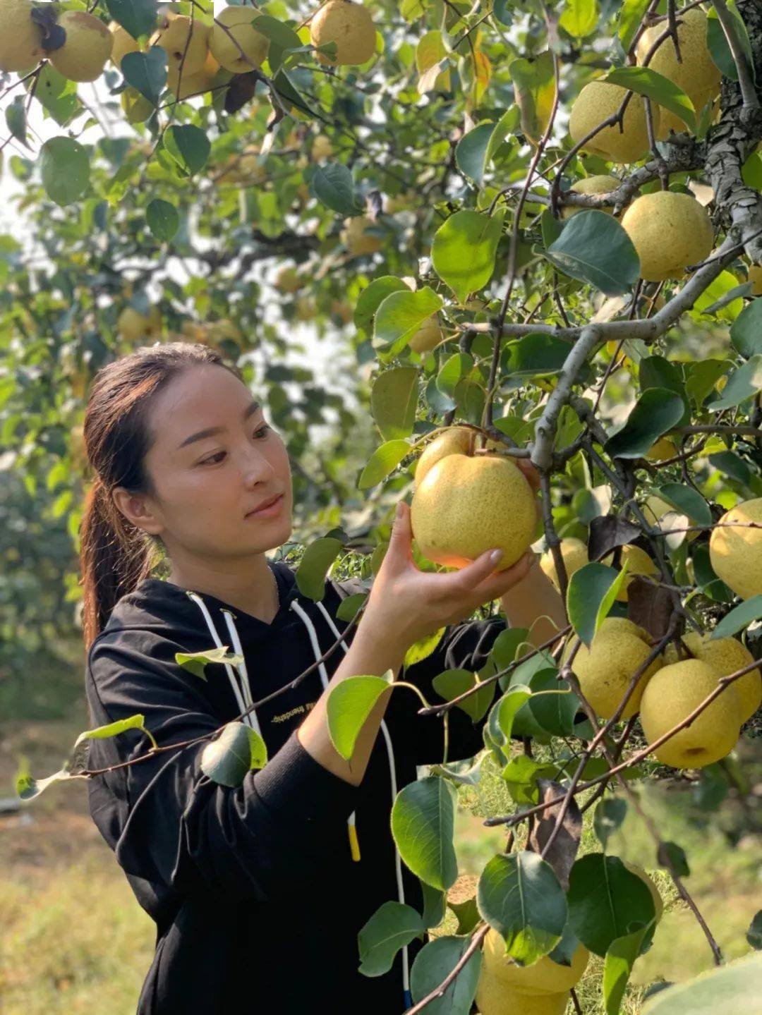 百年老树"砀山梨王",一口咬下满嘴兜不住的果汁,畅快淋漓~_酥梨