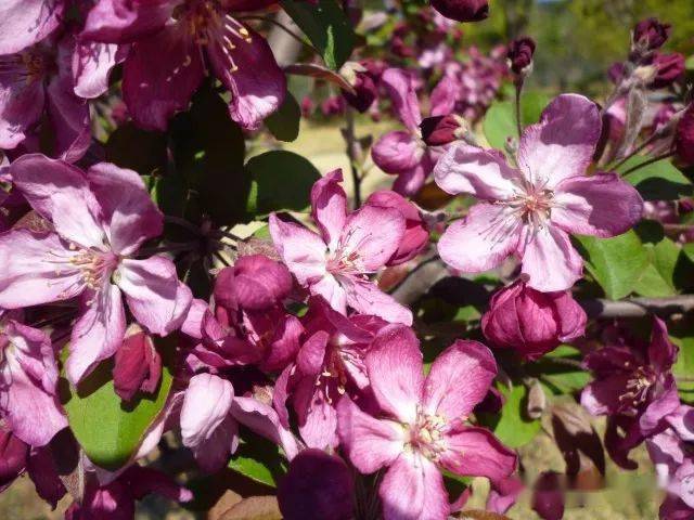 50幅海棠花图50个海棠品种