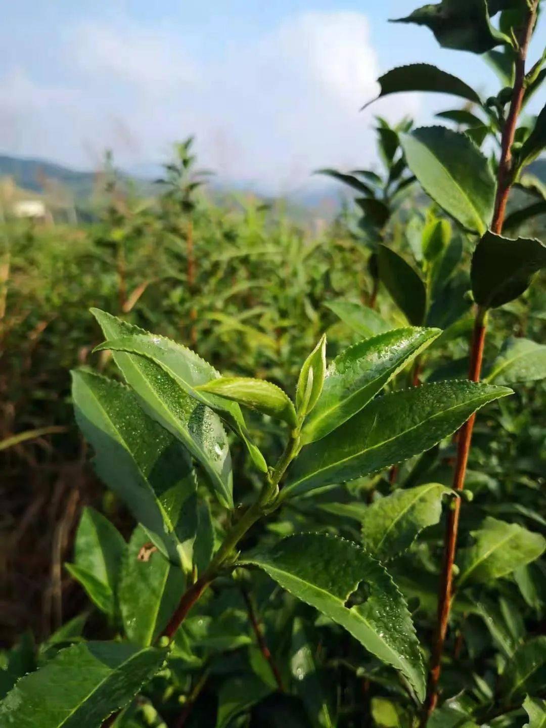 清明时节说荼茶