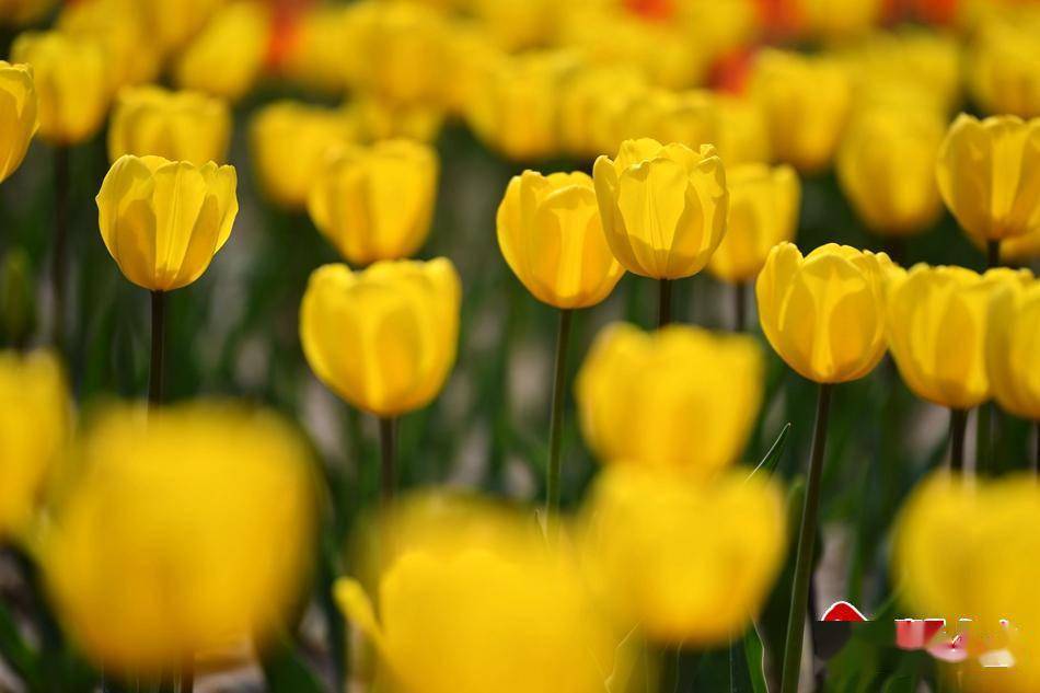 新天水35万盆花仙子与你浪漫相约天水市麦积区第五届郁金香花卉展10日