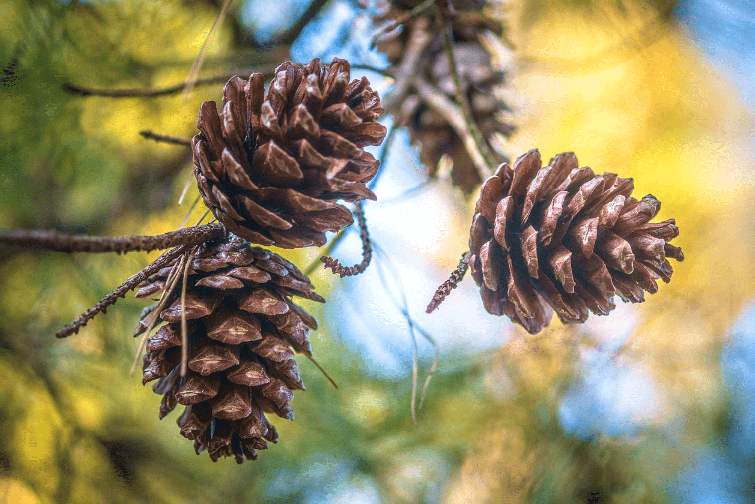 红楼梦中药故事贾宝玉喜欢的药食两用佳品松子