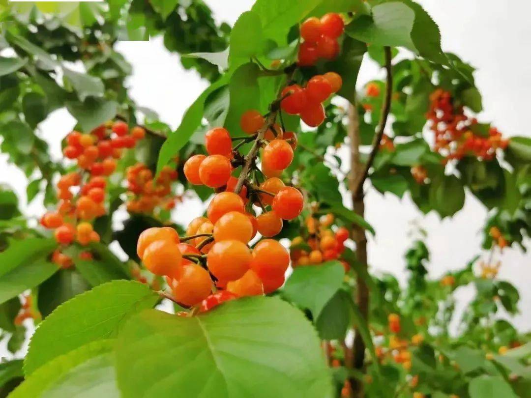 双流第一波"恩桃er"红了!约吗?_樱桃