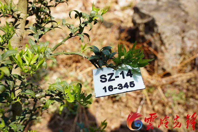 富民枳绝后重生 保护